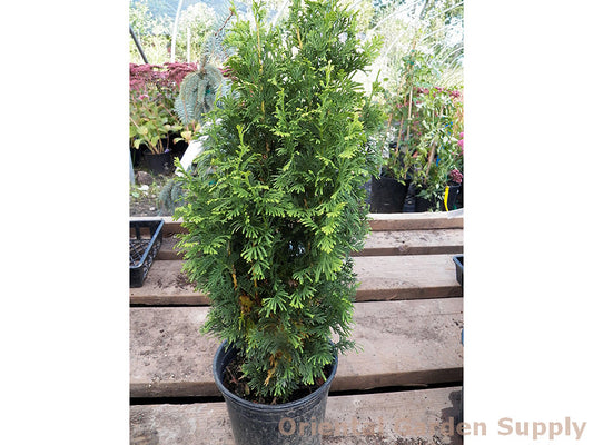 Thuja occidentalis 'DeGroot's Spire'