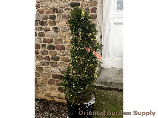 Thuja occidentalis 'Shooting Stars'