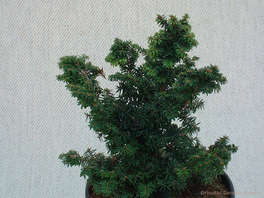 Tsuga canadensis 'Hussi'