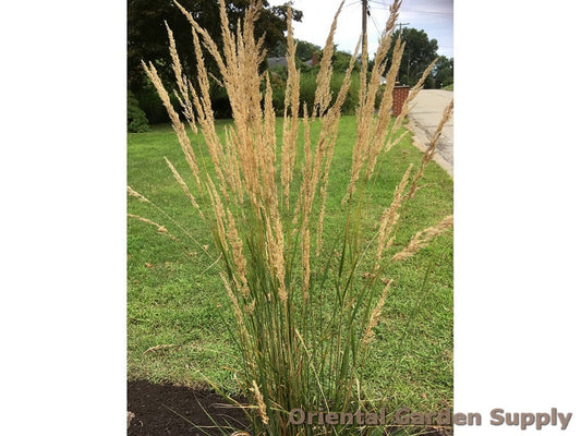 Calamagrostis x acutiflora 'Karl Foerster'