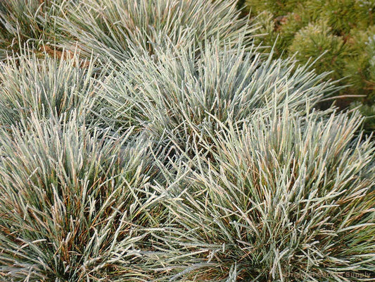 Festuca glauca 'Elijah Blue'