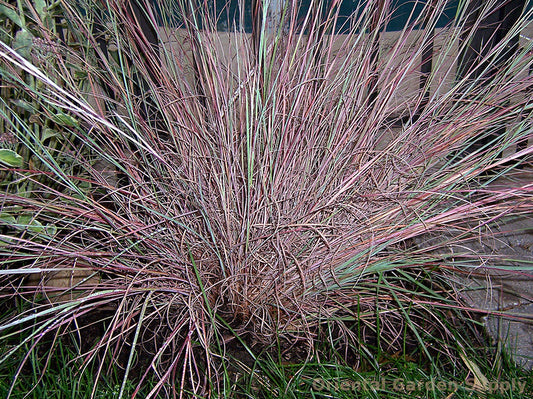 Schizachyrium scoparium