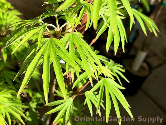 Acer sieboldianum 'Shoryu No Tsume'