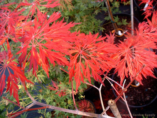Acer japonicum 'Oregon Fern'