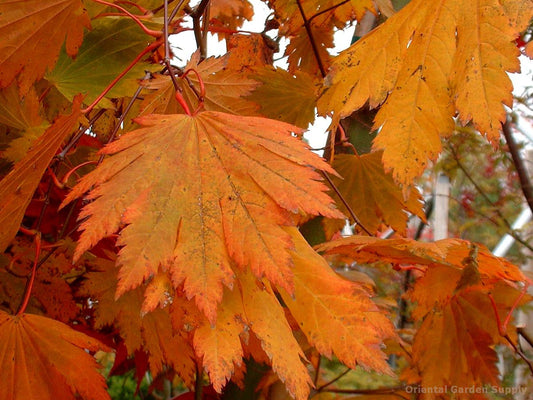 Acer japonicum 'Emmett's Pumpkin'