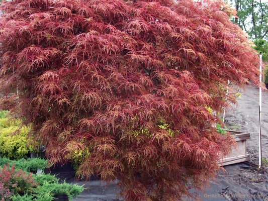 Acer palmatum dissectum 'Baby Lace'