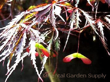 Acer palmatum dissectum 'Crimson Queen'