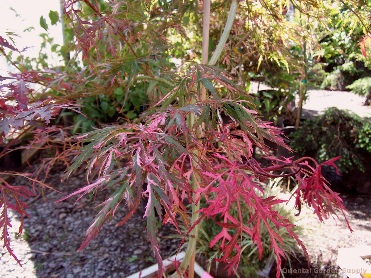 Acer palmatum 'Hana matoi'