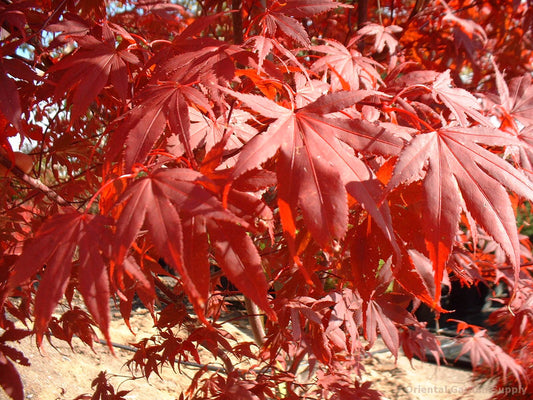 Acer palmatum 'Fireglow'