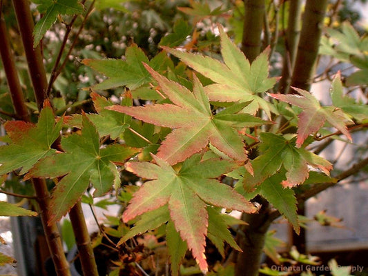 Acer palmatum 'Hanami nishiki'