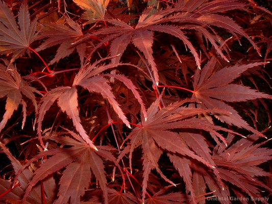 Acer palmatum 'Kinran'