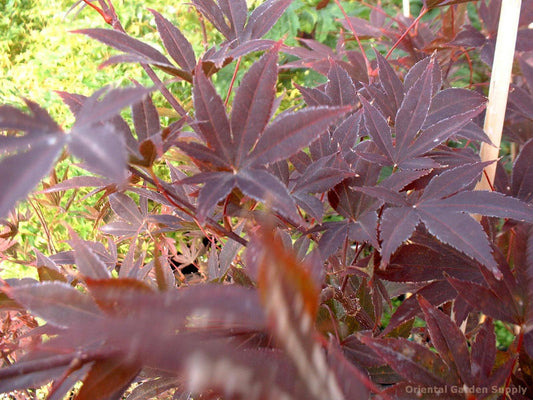 Acer palmatum 'Moonfire'