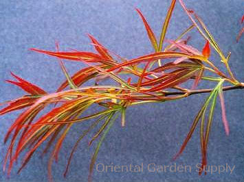 Acer palmatum 'Red Pygmy'