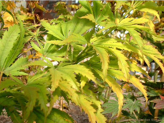 Acer palmatum 'Tiger Rose'