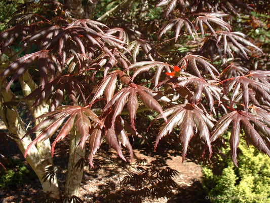 Acer palmatum 'Trompenberg'