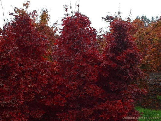 Acer palmatum 'Twombly Red Sentinel'