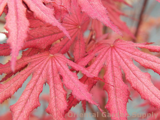 Acer palmatum 'Amagi shigure'