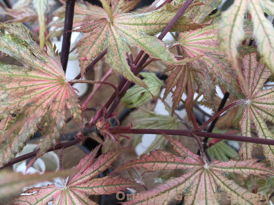 Acer palmatum 'Amber Ghost'
