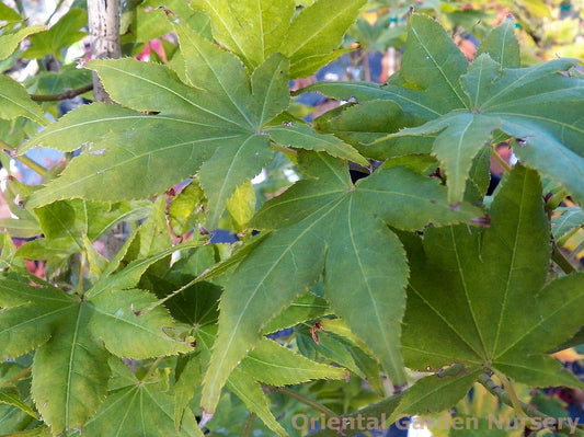 Acer palmatum 'Beni hoshi'