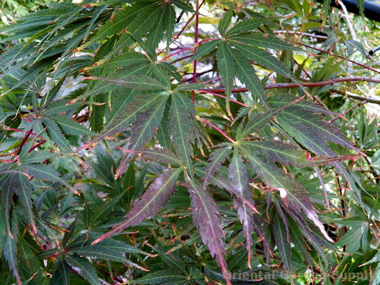 Acer palmatum 'Burgundy Lace'
