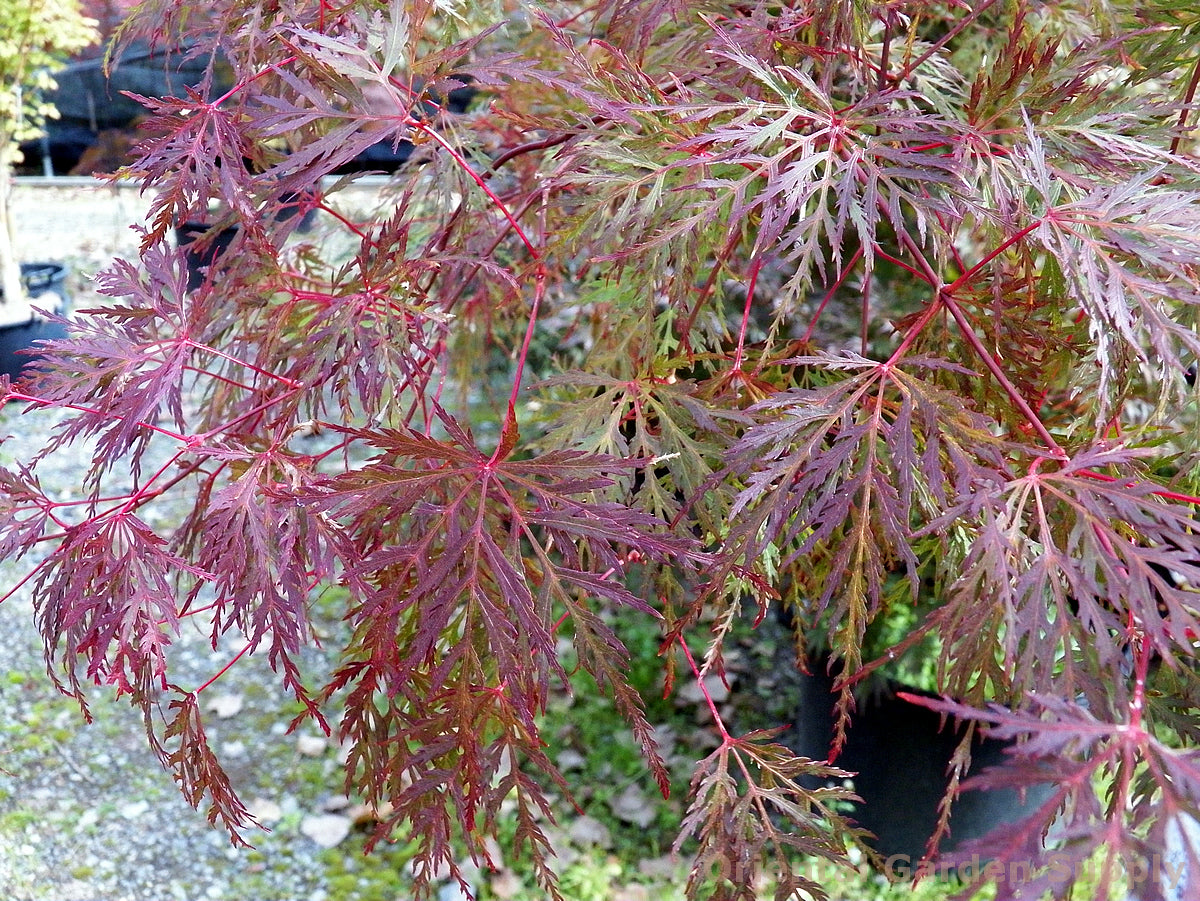 Acer palmatum dissectum 'Emerald Lace'