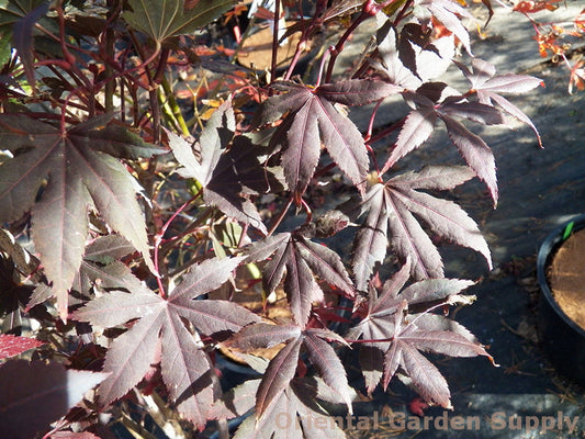 Acer palmatum 'Englishtown'