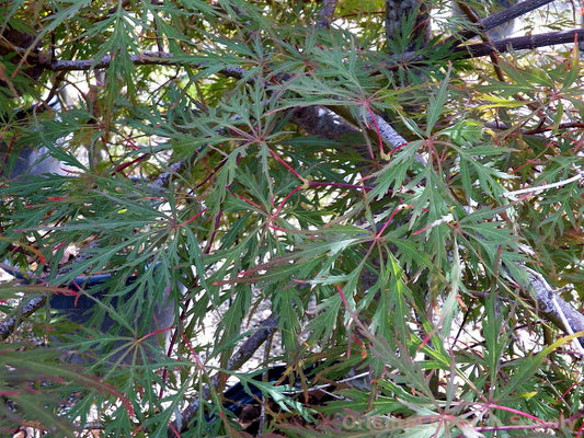 Acer palmatum dissectum 'Garnet'