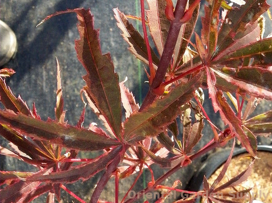 Acer palmatum 'Geisha Gone Wild'