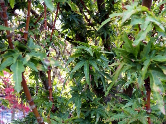 Acer palmatum 'Goshiki kotohime'