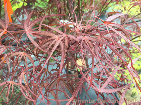 Acer palmatum 'Hubb's Red Willow'
