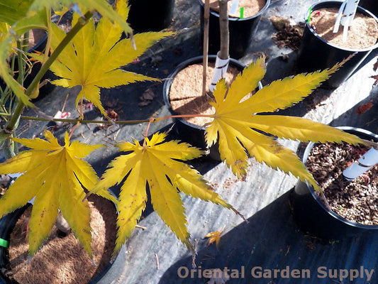 Acer palmatum 'Ki hachijo'