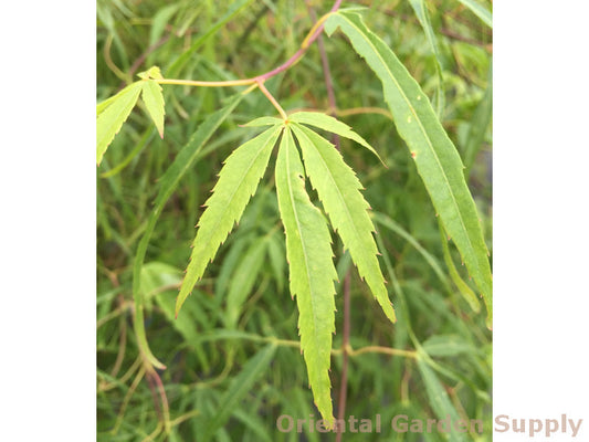 Acer palmatum 'Koto no ito'