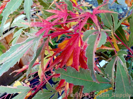 Acer palmatum 'Manyo no sato'