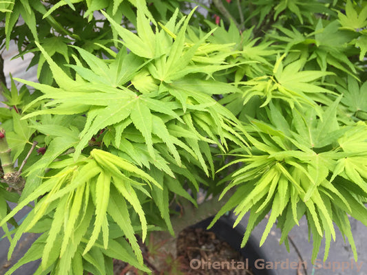 Acer palmatum 'Mikawa yatsabusa'