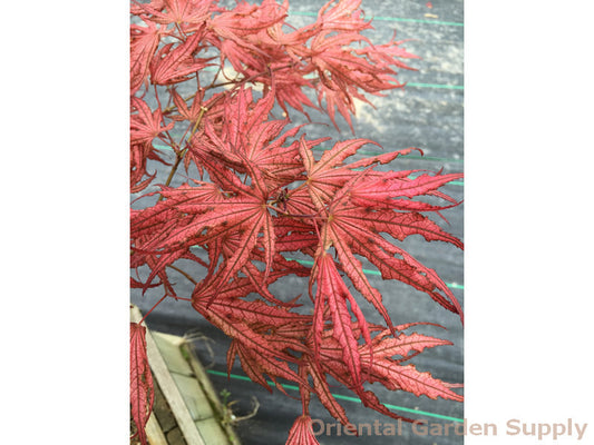 Acer palmatum 'Mikazuki'