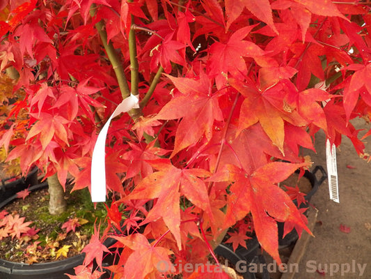 Acer palmatum 'Mon zukushi'