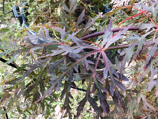 Acer palmatum dissectum 'Orangeola'