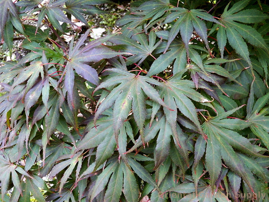 Acer palmatum 'Oregon Sunset'