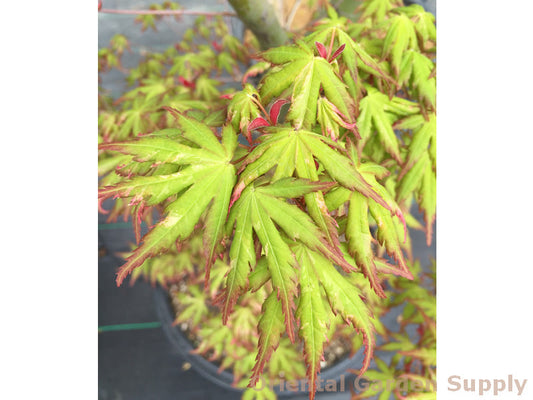 Acer palmatum 'Ori zuru'