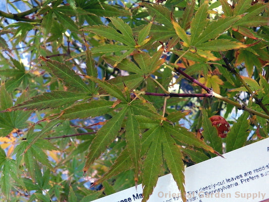Acer palmatum 'Orion'