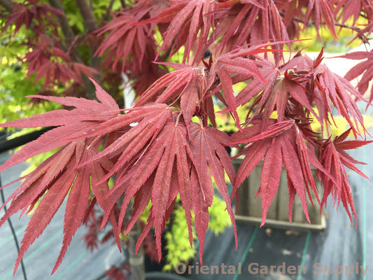 Acer palmatum 'Pixie'