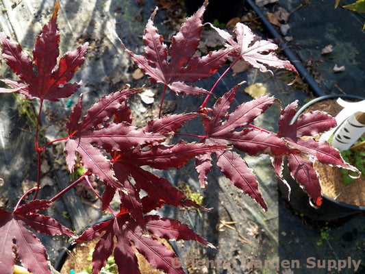 Acer palmatum 'Purple Ghost'