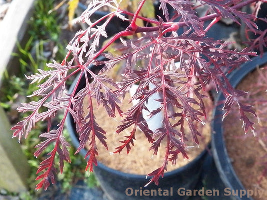 Acer palmatum dissectum 'Red Filigree Lace'