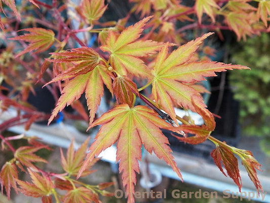 Acer palmatum 'Sango kaku'