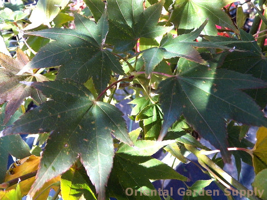 Acer palmatum 'Satsuki beni'