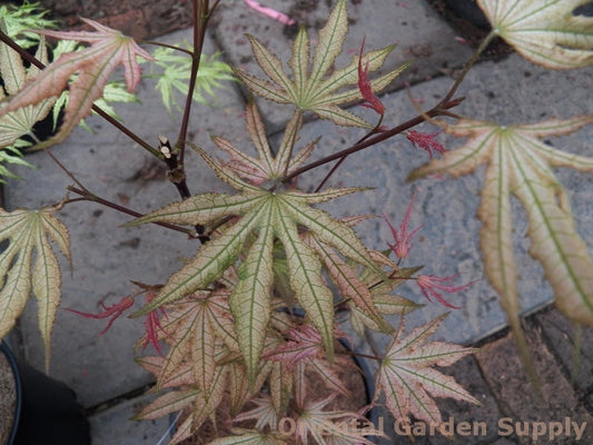 Acer palmatum 'Sawa chidori'
