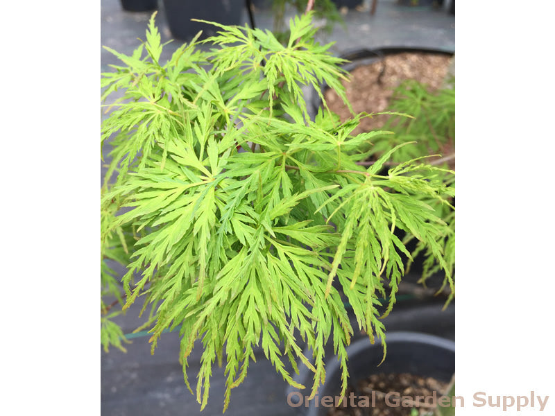 Acer palmatum dissectum 'Seiryu'