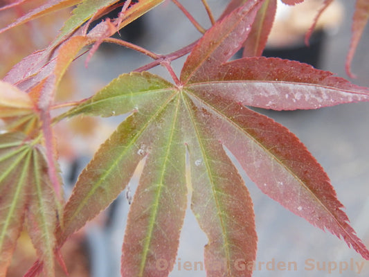 Acer palmatum 'Shaina'