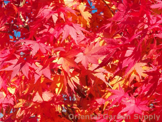 Acer palmatum 'Tobiosho'