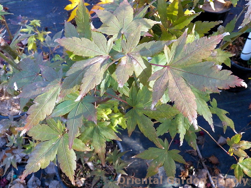 Acer palmatum 'Tsukasa Silhouette'